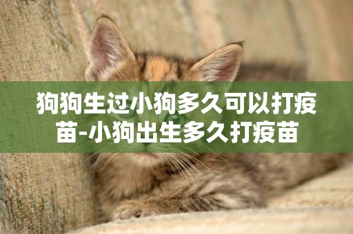 狗狗生過小狗多久可以打疫苗-小狗出生多久打疫苗