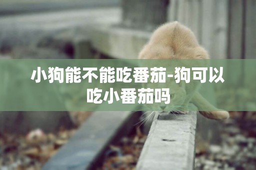 小狗能不能吃番茄-狗可以吃小番茄嗎