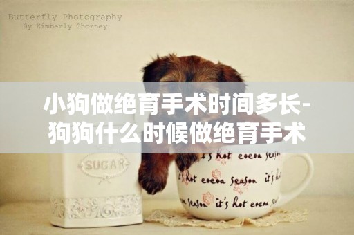 小狗做絕育手術時間多長-狗狗什么時候做絕育手術