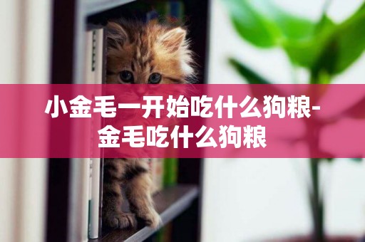 小金毛一開始吃什么狗糧-金毛吃什么狗糧