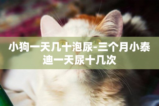 小狗一天幾十泡尿-三個月小泰迪一天尿十幾次