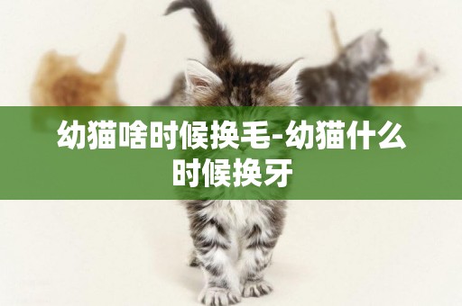 幼貓啥時候換毛-幼貓什么時候換牙