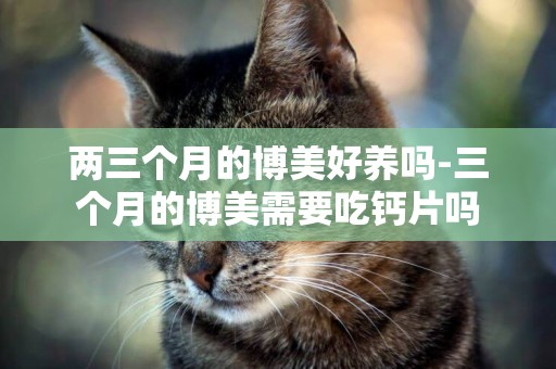 兩三個月的博美好養嗎-三個月的博美需要吃鈣片嗎