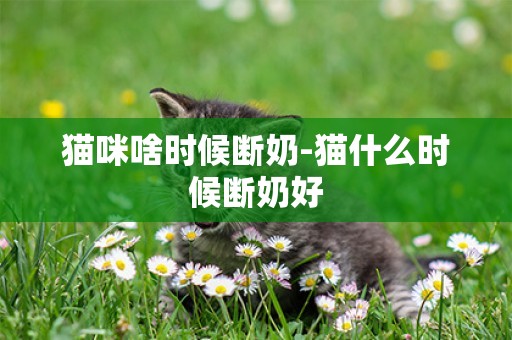 貓咪啥時候斷奶-貓什么時候斷奶好