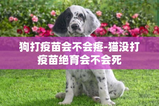 狗打疫苗會不會疼-貓沒打疫苗絕育會不會死
