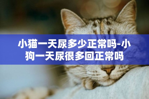 小貓一天尿多少正常嗎-小狗一天尿很多回正常嗎
