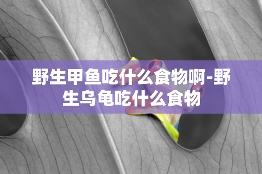 野生甲魚吃什么食物啊-野生烏龜吃什么食物