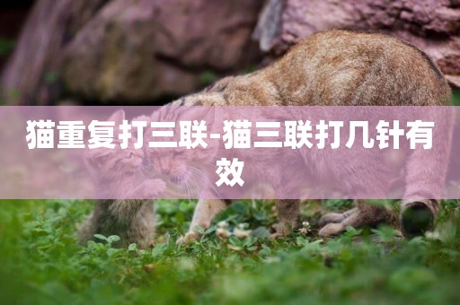 貓重復打三聯-貓三聯打幾針有效