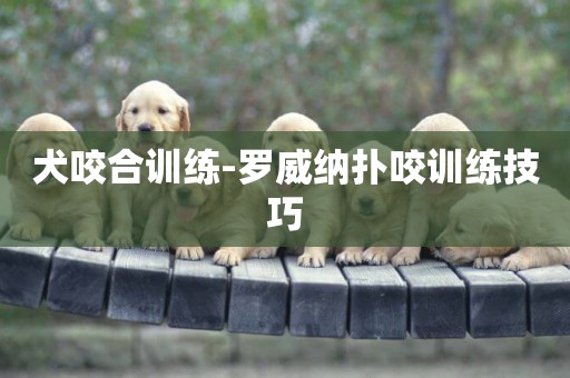 犬咬合訓練-羅威納撲咬訓練技巧