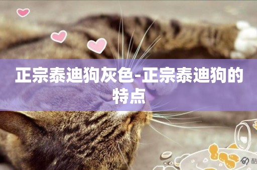 正宗泰迪狗灰色-正宗泰迪狗的特點
