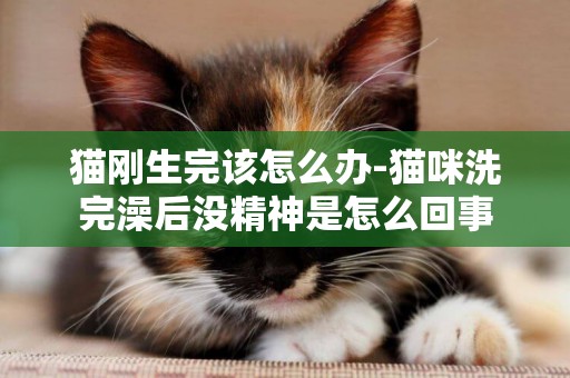 貓剛生完該怎么辦-貓咪洗完澡后沒精神是怎么回事