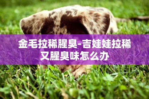金毛拉稀腥臭-吉娃娃拉稀又腥臭味怎么辦
