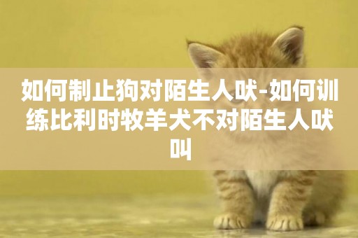 如何制止狗對陌生人吠-如何訓練比利時牧羊犬不對陌生人吠叫