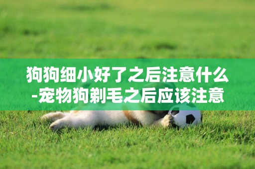 狗狗細小好了之后注意什么-寵物狗剃毛之后應該注意什么