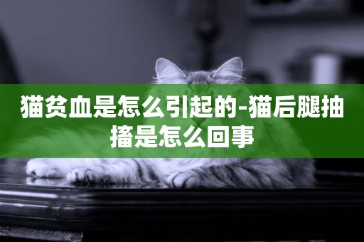 貓貧血是怎么引起的-貓后腿抽搐是怎么回事