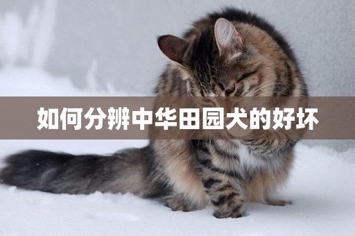 如何分辨中華田園犬的好壞