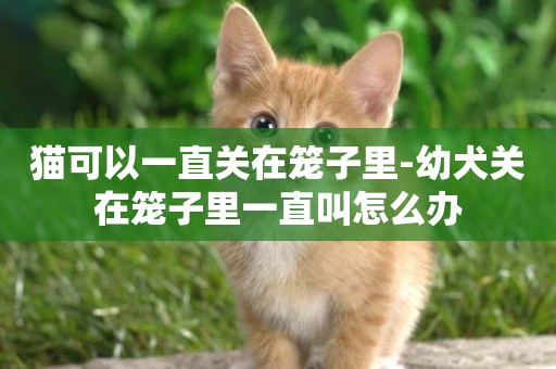 貓可以一直關在籠子里-幼犬關在籠子里一直叫怎么辦