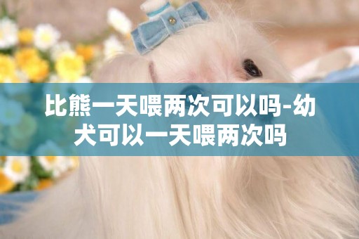 比熊一天喂兩次可以嗎-幼犬可以一天喂兩次嗎
