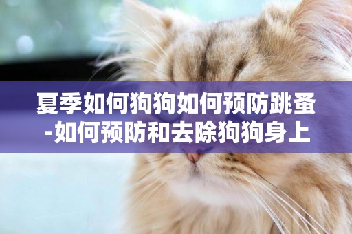 夏季如何狗狗如何預防跳蚤-如何預防和去除狗狗身上的跳蚤