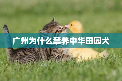 廣州為什么禁養中華田園犬