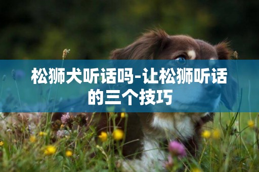松獅犬聽話嗎-讓松獅聽話的三個技巧