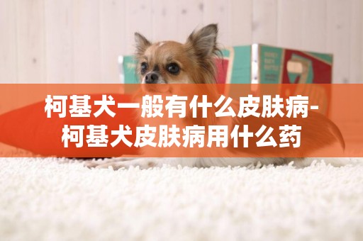 柯基犬一般有什么皮膚病-柯基犬皮膚病用什么藥