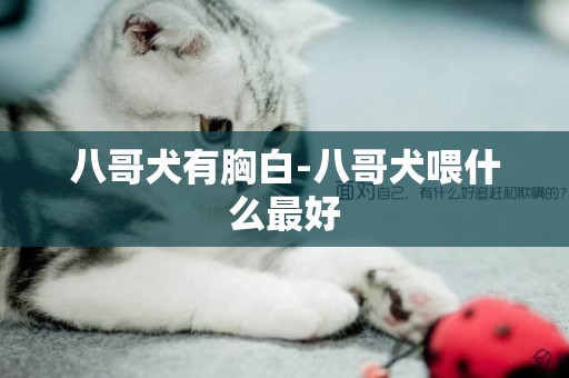 八哥犬有胸白-八哥犬喂什么最好
