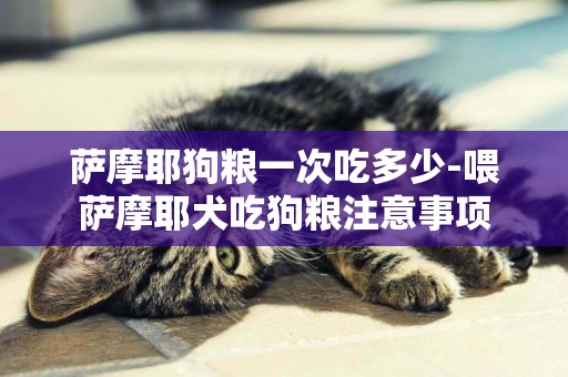 薩摩耶狗糧一次吃多少-喂薩摩耶犬吃狗糧注意事項