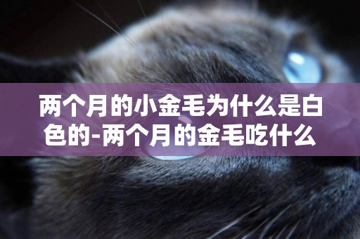 兩個月的小金毛為什么是白色的-兩個月的金毛吃什么補鈣