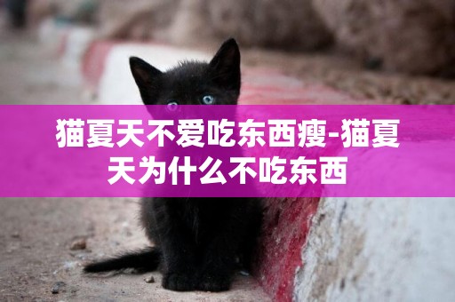 貓夏天不愛吃東西瘦-貓夏天為什么不吃東西
