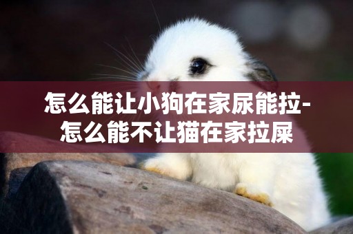 怎么能讓小狗在家尿能拉-怎么能不讓貓在家拉屎