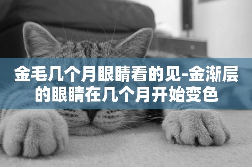 金毛幾個月眼睛看的見-金漸層的眼睛在幾個月開始變色