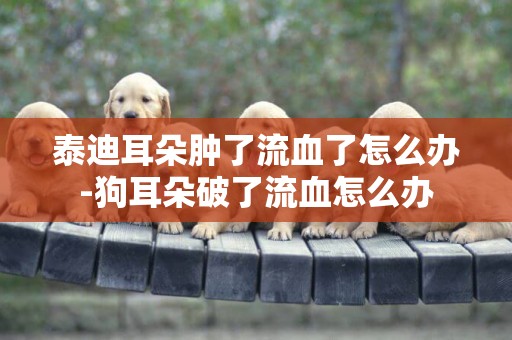 泰迪耳朵腫了流血了怎么辦-狗耳朵破了流血怎么辦