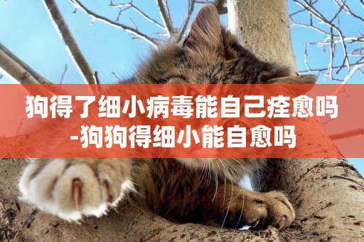 狗得了細小病毒能自己痊愈嗎-狗狗得細小能自愈嗎