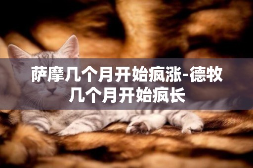 薩摩幾個月開始瘋漲-德牧幾個月開始瘋長