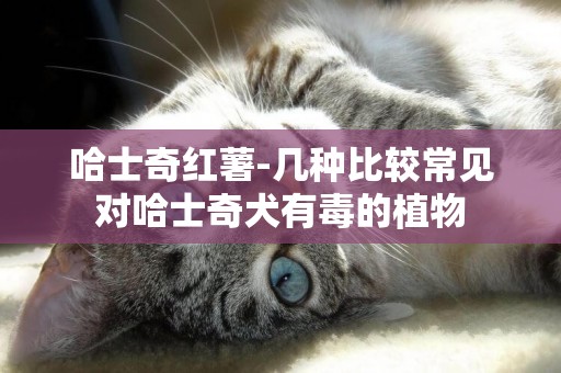 哈士奇紅薯-幾種比較常見對哈士奇犬有毒的植物