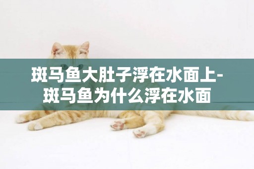 斑馬魚大肚子浮在水面上-斑馬魚為什么浮在水面