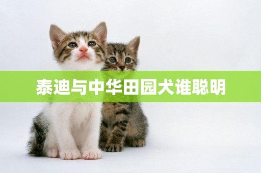 泰迪與中華田園犬誰聰明