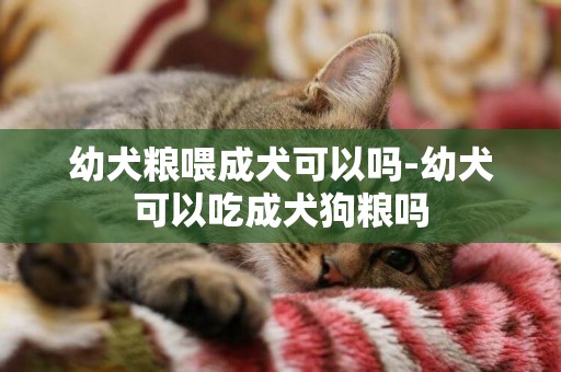 幼犬糧喂成犬可以嗎-幼犬可以吃成犬狗糧嗎