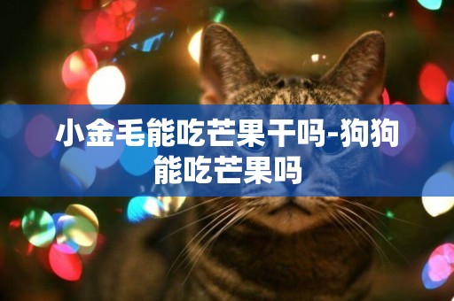 小金毛能吃芒果干嗎-狗狗能吃芒果嗎