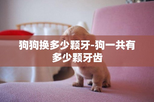 狗狗換多少顆牙-狗一共有多少顆牙齒