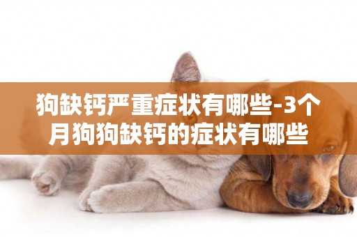 狗缺鈣嚴重癥狀有哪些-3個月狗狗缺鈣的癥狀有哪些