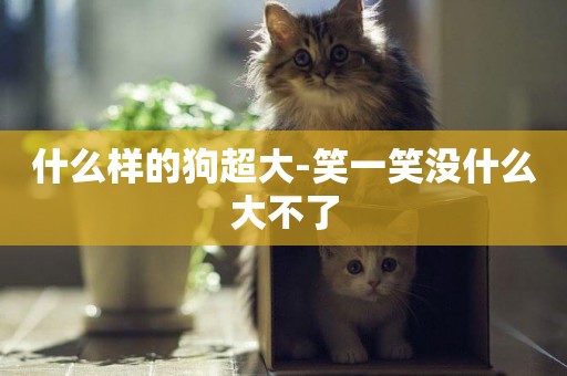 什么樣的狗超大-笑一笑沒什么大不了