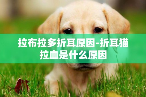 拉布拉多折耳原因-折耳貓拉血是什么原因