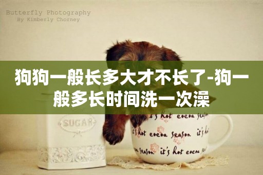 狗狗一般長多大才不長了-狗一般多長時間洗一次澡