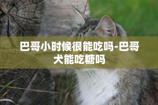 巴哥小時候很能吃嗎-巴哥犬能吃糖嗎