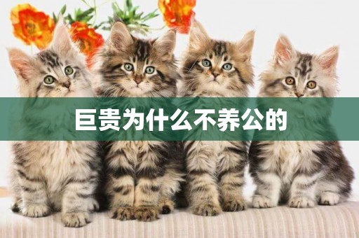巨貴為什么不養公的