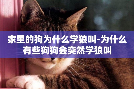 家里的狗為什么學狼叫-為什么有些狗狗會突然學狼叫