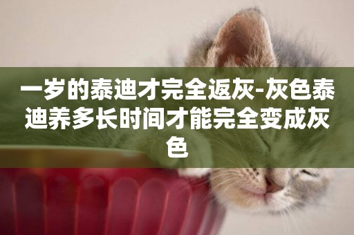 一歲的泰迪才完全返灰-灰色泰迪養多長時間才能完全變成灰色