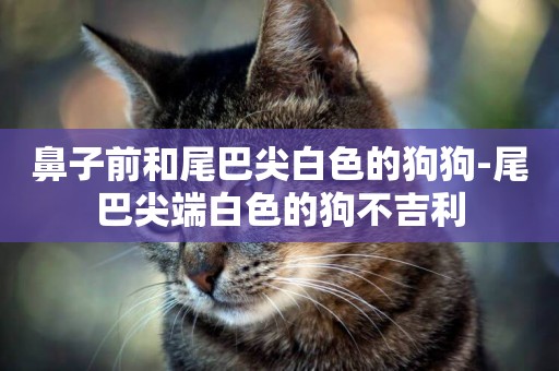 鼻子前和尾巴尖白色的狗狗-尾巴尖端白色的狗不吉利
